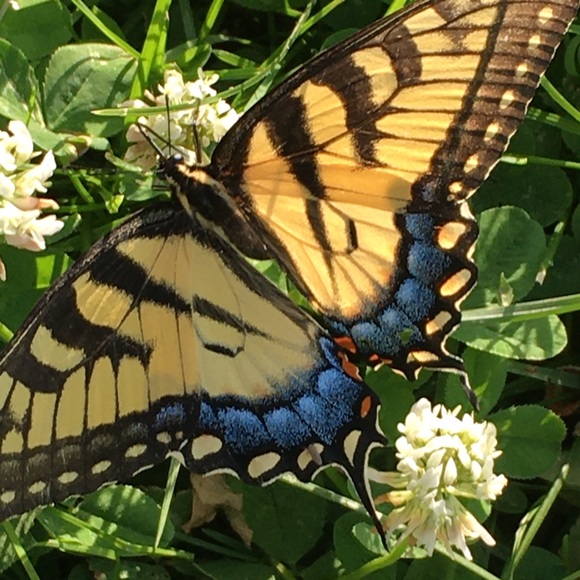 Meet your Posher, Trixxie - Picture 4 of 4